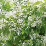 Hvilken rugbrødsform er bedst?